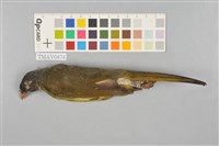 藏品(白環鸚嘴鵯)的圖片